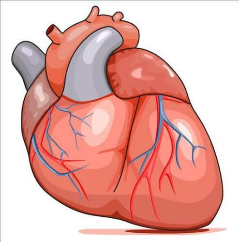 عضلة القلب. الرسم التوضيحي: شترستوك