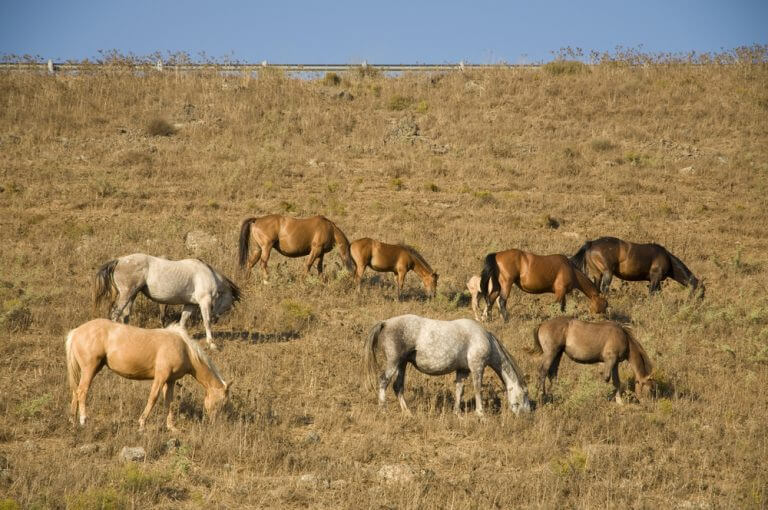 الخيول البرية في مرتفعات الجولان. الرسم التوضيحي: شترستوك