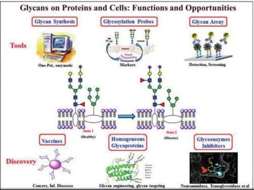 An image summarizing Prof. Chi-Wei Wong's research on sugar residues: a basic understanding for solving problems.