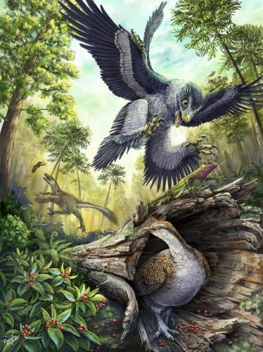 A toothless chicken may have been the ancestor of modern birds. Illustration: Danielle Dufault