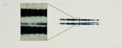 ספקטרום לוח צילום אסטרונומי משנת 1917 של הכוכב ואן מינן מארכיון קרנגי. התיבה הנשלפת מציגה את הקווים החזקים של היסוד סידן, אשר מפתיע לראות אותם בספקטרום בן מאה שנים. הספקטרום הוא דק (בעיקר) קו כהה במרכז התמונה. השלוחות הכהות הרחבות מעל ומתחת לקו הספקטרום מקורם בנורות בהם השתמשו באותה תקופה כדי לכייל את התמונה. בתמונה זו הם מופיעים בניגודיות כדי להדגיש את שני קווי הפליטה החסרים בכוכב. צילום: מכון קרנגי למדע