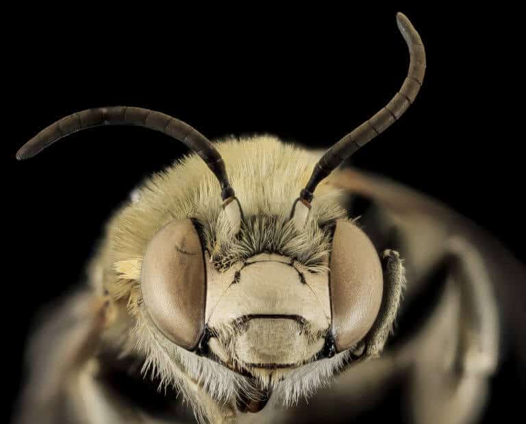 A bee in a close-up photo. From Wikipedia