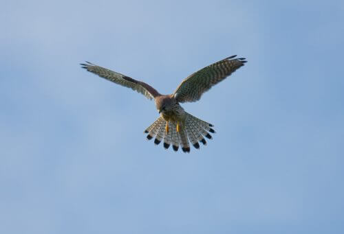 Common kestrel falcon. From Wikimedia