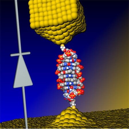 אילוסטרציה של הצומת המולקולרי מבוסס-DNA שבו השתמשו החוקרים ליצור דיודה, היכולה לשמש כרכיב אלקטרוני במעגלים חשמליים ננומטרים בעתיד.