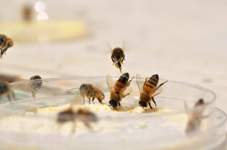 דבורי דבש מאזנות את התזונה שלהן. צילום: האוניברסיטה העברית