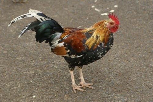 There are wild chickens running around the island of Kauai, descended from domesticated chickens that have bred with chickens of an older breed. Photo: PROBethany Weeks, Flickr