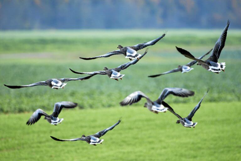 Migrating birds. Photo: shutterstock