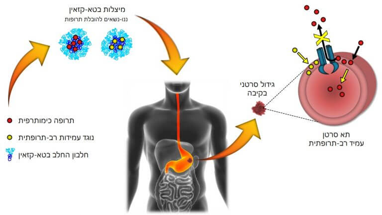 دواء نانومتري للسرطان - رسم توضيحي يصف بنية نظام النقل ونشاطه في الورم. رسم توضيحي: مايا بار زئيف، التخنيون