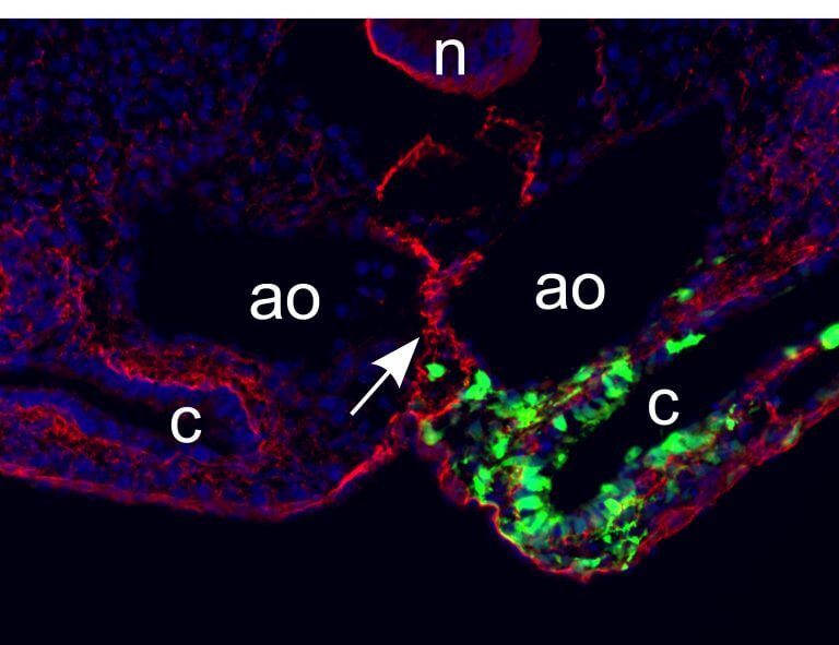 Photomicrograph of the formation of the abdominal midline. The middle nest is marked by the intracellular protein laminin (in red, see white arrow). The cells (colored green) migrate towards the midline but do not cross it
