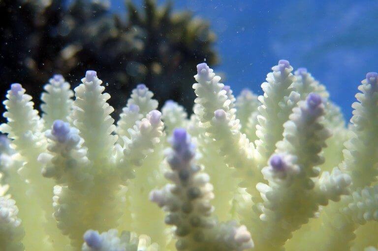 Bleaching continues until the coral is freed from the stress and acceleration resumes, unless too long passes and then it dies. Photo: Coral CoE