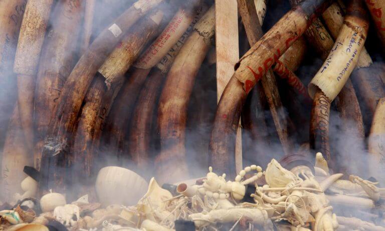 שריפת חטי פילים וקרני קרנפים. צילום: WWF