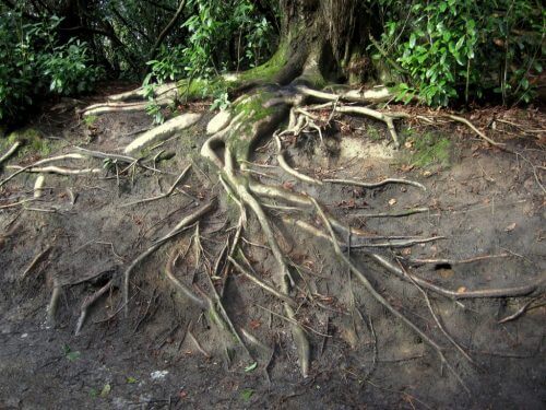 "The tangled root systems of nearby trees form a network through which materials can pass." Photo: Matthew Britton, Flickr
