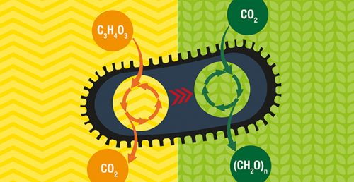 Bacteria that eat air and produce fuel. Illustration: Prof. Ron Milo, Weizmann Institute