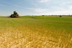 שדה חיטה לאחר בצורת בישראל. צילום: shutterstock