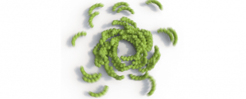 Above a certain particle density value (subunit concentration) the rotational motion and collisions between the coiled polymers lead to the formation of ring-like aggregate structures. [Source: C. Hohmann (Nanosystems Initiative Munich)]