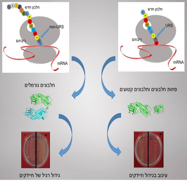 URSs، كما ذكرنا سابقًا، تمنع ترجمة البروتين وقد تكون قاتلة للخلية والكائن الحي بأكمله. الجزء الأيمن من الرسم البياني يوضح "آلية الضرر" الخاصة بهم، والجزء الأيسر من الرسم البياني يظهر عملية عادية وعادية في غياب URSs. أعلاه: المعلومات الجينية، التي تشفر تسلسل الأحماض الأمينية، تصل إلى الريبوسوم مع بمساعدة جزيء يسمى mRNA. تنضم الأحماض الأمينية (دوائر ملونة) في تسلسل ويتم دفع البروتين الجديد خارج قناة خروج الريبوسوم. على الجانب الأيسر نرى تسلسلًا طبيعيًا ينتج بروتينات طبيعية، بينما على الجانب الأيمن، يحتوي صف الأحماض الأمينية على URS CMYW القوي (في بكتيريا E. coli)، والذي يمنع البروتين في طريقه للخروج وبالتالي يمنع الترجمة من البروتينات الإضافية. في الوسط: على الجانب الأيسر تنتظم البروتينات في مجموعات عادية، بينما على الجانب الأيمن - تحت تأثير URS - تتم ترجمة البروتينات الأقل طبيعية وتتكون البروتينات التالفة التي لم تتم ترجمتها حتى النهاية. أدناه: تنمو خلايا الإشريكية القولونية على الصفائح في وجود (+) أو غياب (-) مادة IPTG - وهي المادة التي تسبب ترجمة البروتين. على اليسار، أي على الجانب الطبيعي حيث لا يحتوي البروتين المترجم (+) على URS، فإن عدد المستعمرات البكتيرية هو نفس عدد المستعمرات البكتيرية المزروعة بدون أمر ترجمة (-). على اليمين، على الجانب المعطل حيث يحتوي البروتين المترجم على URS (+)، يكون عدد المستعمرات أصغر بكثير من عدد المستعمرات المزروعة بدون أمر الترجمة (-).
