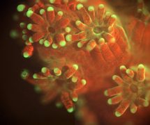 תמונה של האלמוג פוסיליפורה. הצבע האדום מגיע מהאצות השיתופיות שחיות עם האלמוג. צילום: Scripps Institution of Oceanography