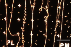 תמונת מיקרוסקופ אופטי של הצטברות מולקולות ה- pNBAעל גבי צינוריות הפחמן הזעירות (CNTs) הצומחות.