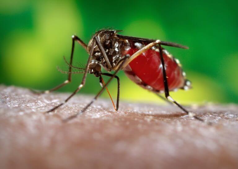 The mosquito carries the Zika virus. Photo from Wikipedia