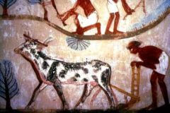 חקלאים מצרים קדמונים. מתוך ציור שהתגלה בארון קבורה בעיר תבאי שהיתה בתקופה מסויימת בירת מצרים.