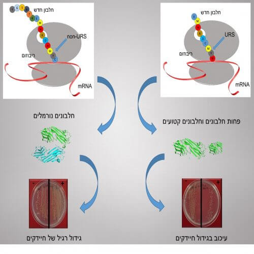 URSs, כאמור, מעכבים תרגום חלבונים ועלולים להיות קטלניים לתא ולאורגניזם כולו. חלקו הימני של התרשים מציג את "מנגנון הנזק" שלהם, וחלקו השמאלי של התרשים מציג תהליך נורמלי ותקין בהעדרם של URSs.למעלה: המידע הגנטי, המקודד את רצף חומצות האמינו, מגיע לריבוזום בעזרת מולקולה הקרויה mRNA. חומצות אמינו (עיגולים צבעוניים) מצטרפות לכדי רצף והחלבון החדש נדחף החוצה מתעלת היציאה של הריבוזום. בצד שמאל נראה רצף רגיל היוצר חלבונים נורמליים ואילו בצד ימין מכילה שורת חומצות האמינו את ה-URS החזק CMYW (בחיידקי E. coli), הבולם את החלבון בדרכו החוצה וכך מונע תרגום של חלבונים נוספים. באמצע: בצד שמאל מתארגנים החלבונים בצברים נורמליים, ואילו בצד ימין – בהשפעת ה-URS - מתורגמים פחות חלבונים תקינים ונוצרים חלבונים פגומים שלא תורגמו עד הסוף. למטה: תאים של החיידק E. coli גדלים על צלחות בנוכחותו (+) או בהעדרו (-) של IPTG - חומר הגורם לתרגום חלבונים. משמאל, כלומר בצד התקין שבו החלבון המתורגם (+) אינו מכיל URS, מספר מושבות החיידקים זהה למספר מושבות החיידקים שגדלו ללא פקודת תרגום (-). מימין, בצד המשובש שבו החלבון המתורגם מכיל URS (+), מספר המושבות קטן בהרבה ממספר המושבות שגדלו ללא פקודת התרגום (-). 