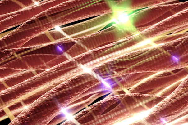 Nanoscale electronic scaffolds into which cardiac cells can be integrated to create cardiac patches in June. The photo shows the nanoelectronic scaffold (in gold) along with recording devices (in purple) and the stimulator (in green) and heart tissue (in red) [Courtesy of Lieber Group/Harvard University]