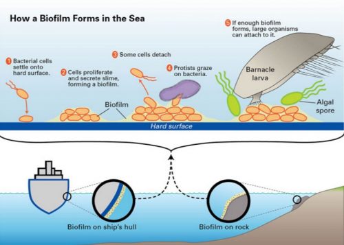 This is how a biofilm is formed on the side of ships. Illustration: Woode Hole Oceanographic institution