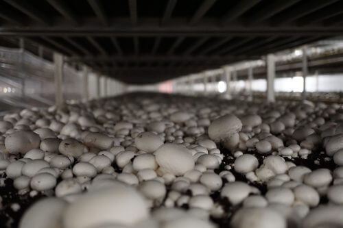 Growing portobello mushrooms (Agaricus bisporus). Source: Alison Harrington/flickr.