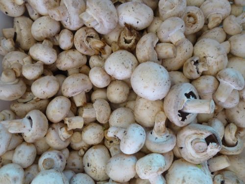 Will the farmers and the public agree to grow and eat genetically modified mushrooms? Photo: Mike Licht/flickr.