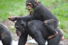 שימפנזים בגן החיות צ'סטר בבריטניה. מקור: heatherlynneburrows / flickr.