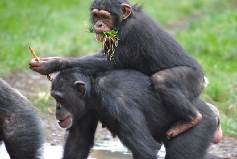 الشمبانزي في حديقة حيوان تشيستر في المملكة المتحدة. المصدر: Heatherlynneburrows / فليكر.