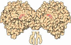 איור של אצטילכולין אסטראז. מקור: pdb101.