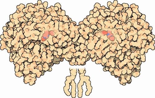 תרשים של אצטילכולין אסתראז. מקור: pdb101.