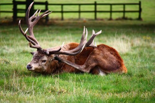 Deer scratching. Source: Ryan Lea / flickr.