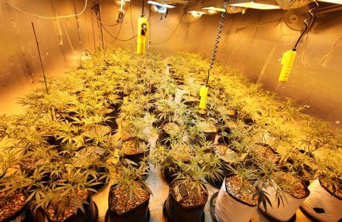 Growing medical cannabis plants in Oakland, California, 2012. Source: Rusty Blazenhoff / flickr.