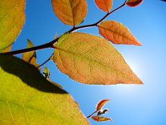 בצמחים, פוטוסינתזה מתרחשת בכלורופלסטים. העלים המלאכותיים עושים שימוש בזרזים כימיים ובחיידקים. תצלום: hatake_s / flickr.