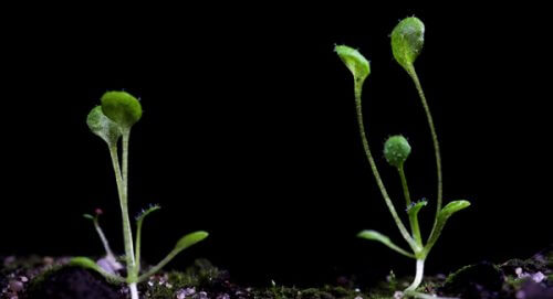Arabidopsis. Like other plants, it has developed the ability to deal with sudden changes in light intensity. Photo: Weizmann Institute
