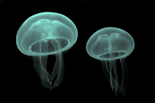 Moon jellyfish. Source: Wikimedia / Luc Viatour.