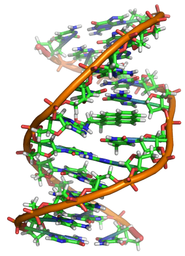 A model of DNA. Source: Wikimedia.