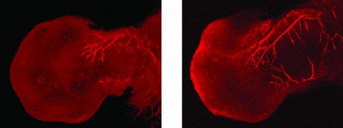 כאשר חסר בתאי עצב של עכבר החלבון אימפורטין-בטא-1, מתעוות "הדימוי העצמי" בתאים, והם מצמיחים שלוחות ארוכות יותר (מימין) בהשוואה למצב הרגיל (משמאל).. מקור: Nucleolin-Mediated RNA Localization Regulates Neuron Growth and Cycling Cell Size Perry, Rotem Ben-Tov et al. Cell Reports , Volume 16 , Issue 6 , 1664 - 1676