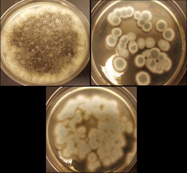 [Aldo Lobos Three strains of fungi capable of recycling cobalt and lithium from rechargeable battery waste. [Courtesy: Aldo Lobos]