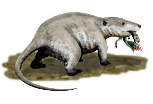 Repenomamus giganticus. דינו לארוחת צהרים: מאובן מסין, בן 130 מיליון שנה בקירוב, של היונק רֶפֶּנוֹממוס נמצא כשעצמות גור פסיטקוזאור מצויות בתוך כלוב הצלעות שלו. מקור: ויקימדיה / Nobu Tamura.