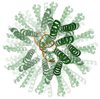 מעטפת דמוית נגיפים המסוגלת להעביר חומר גנטי ריפויי לתוך תאים אנושיים [באדיבות American Chemical Society]