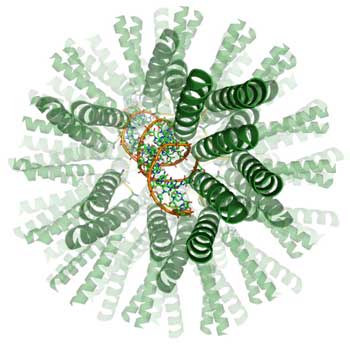 A virus-like envelope capable of delivering therapeutic genetic material into human cells [courtesy American Chemical Society]