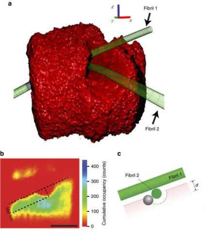 The three-dimensional image obtained from the analysis of the results for the junction where two networks of collagen fibers meet.