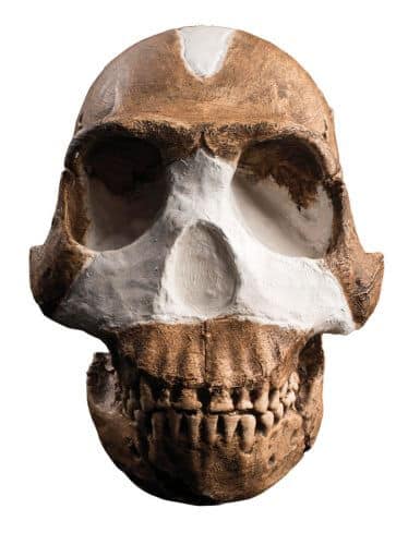 A new human species: Homo naledi raises questions about the origin of the human species and its evolution. In this exact replica of a reconstructed skull, the white areas indicate missing bones. (Photograph courtesy of John Hawkes of the University of Wisconsin-Madison, and the University of the Witwatersrand)