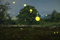 גחליליות ביפן. לגחליליות יש תכונות שהופכות אותן לחשובות במארג האקולוגי תצלום: zabby