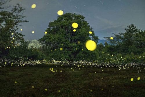 Fireflies in Japan. Fireflies have properties that make them important in the ecological fabric Photo: zabby