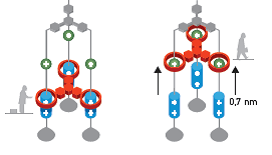 Figure 4. Fraser Stoddart's molecular elevator. Source for this illustration and the other illustrations: Nobel Prize Committee.