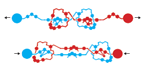 الشكل 5. كان جان بيير سوفاج قادرًا على ربط حلقتين جزيئيتين معًا لإنشاء بنية قادرة على الانكماش والتوسع.